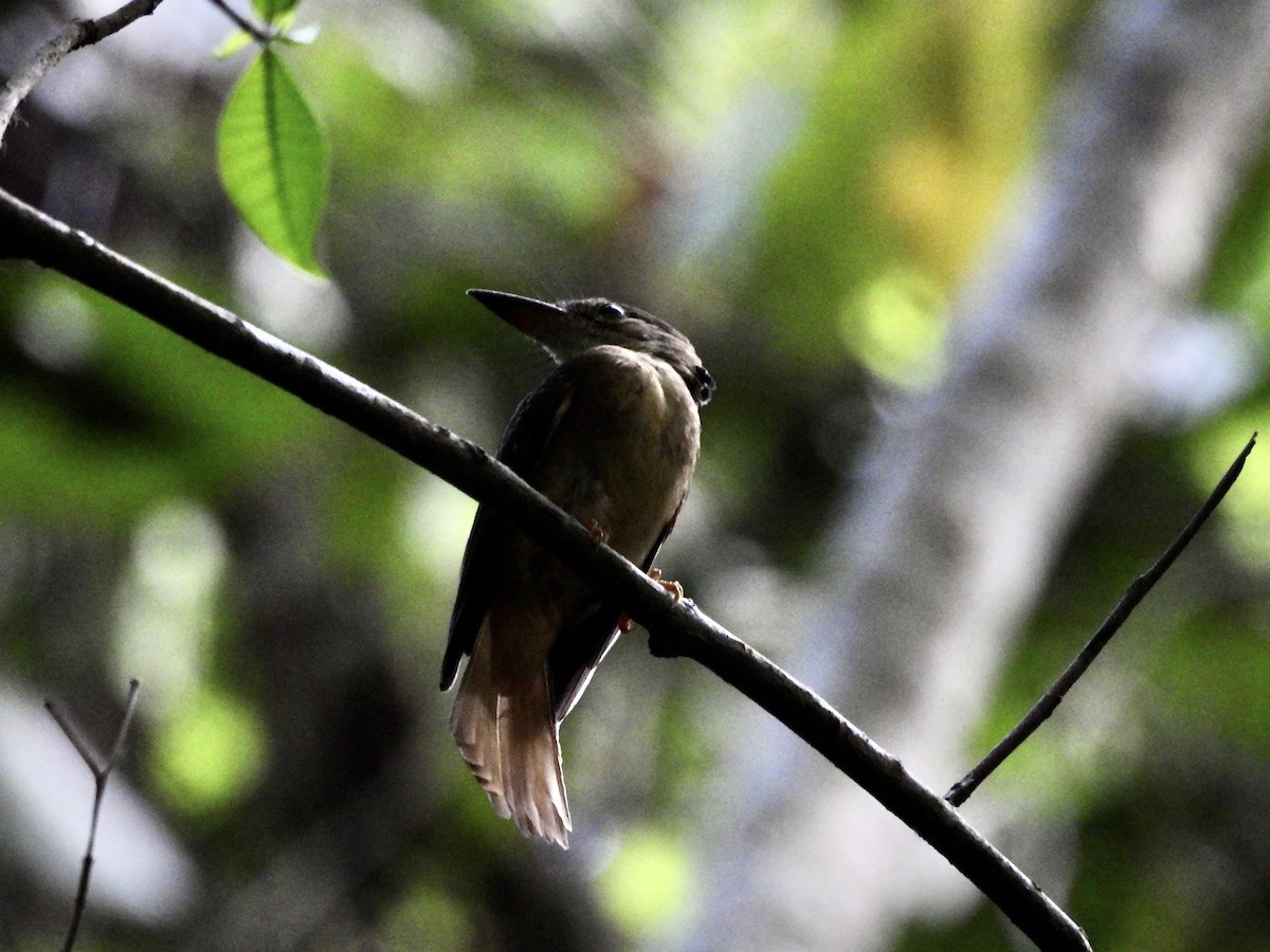 Tropical Royal Flycatcher - Susan Thome-Barrett