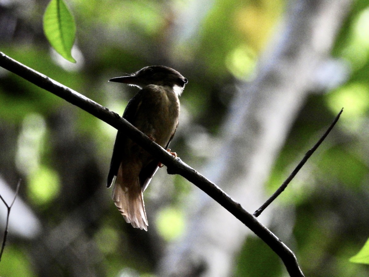 Tropical Royal Flycatcher - Susan Thome-Barrett