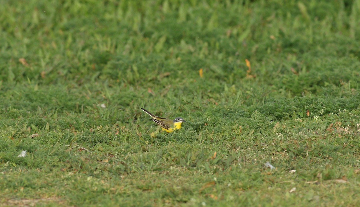 Western Yellow Wagtail (flava) - Andrew Steele