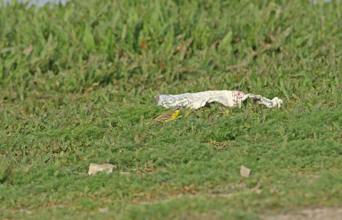 Western Yellow Wagtail (flava) - ML619577710