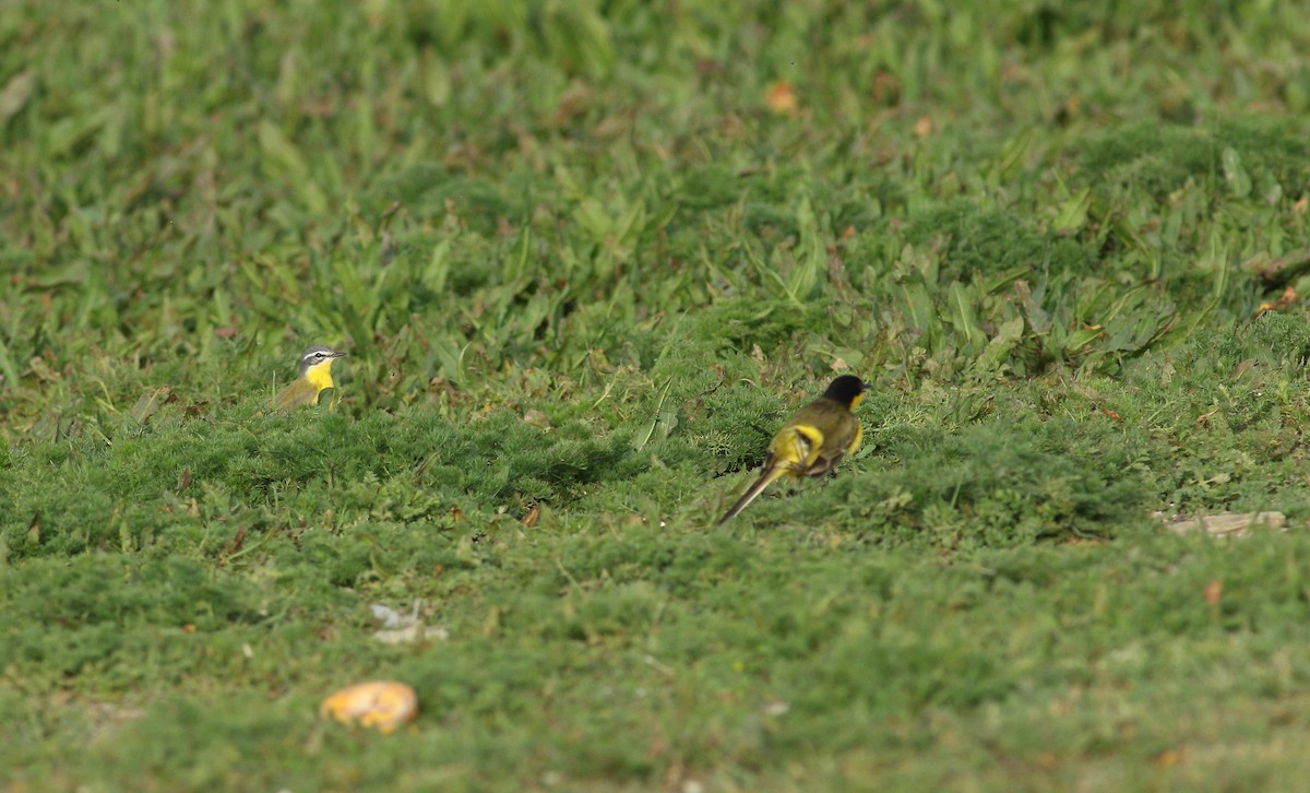 Western Yellow Wagtail (flava) - Andrew Steele