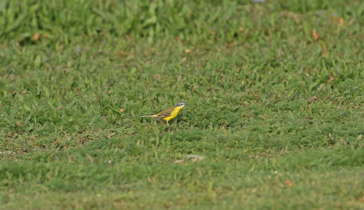 Western Yellow Wagtail (flava) - Andrew Steele