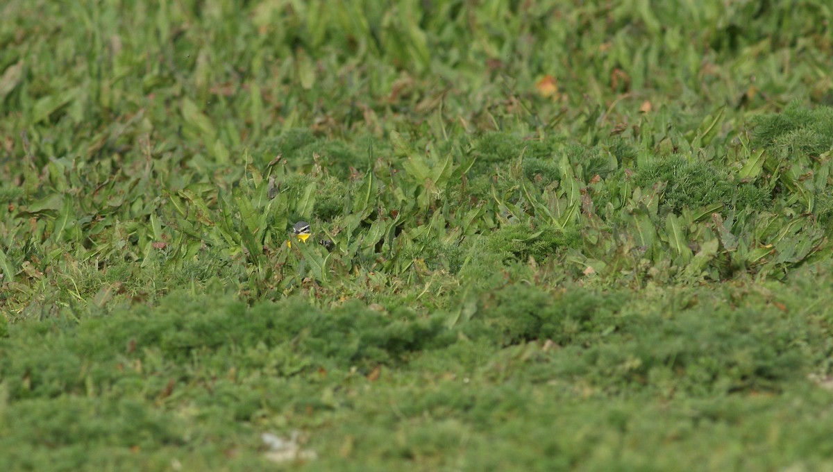 Western Yellow Wagtail (flava) - Andrew Steele