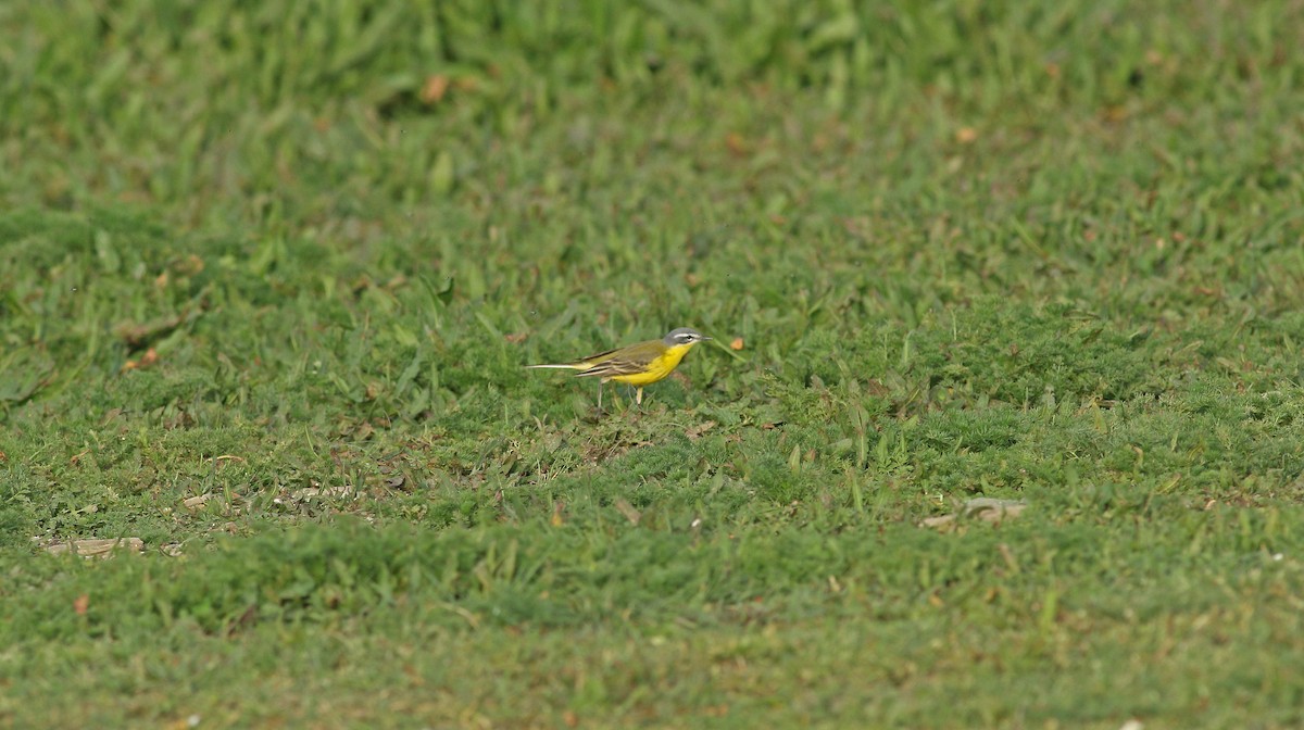 Western Yellow Wagtail (flava) - Andrew Steele