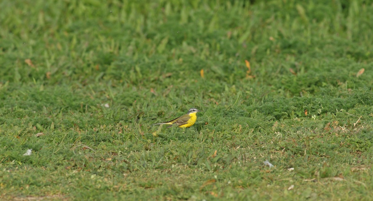 Western Yellow Wagtail (flava) - Andrew Steele