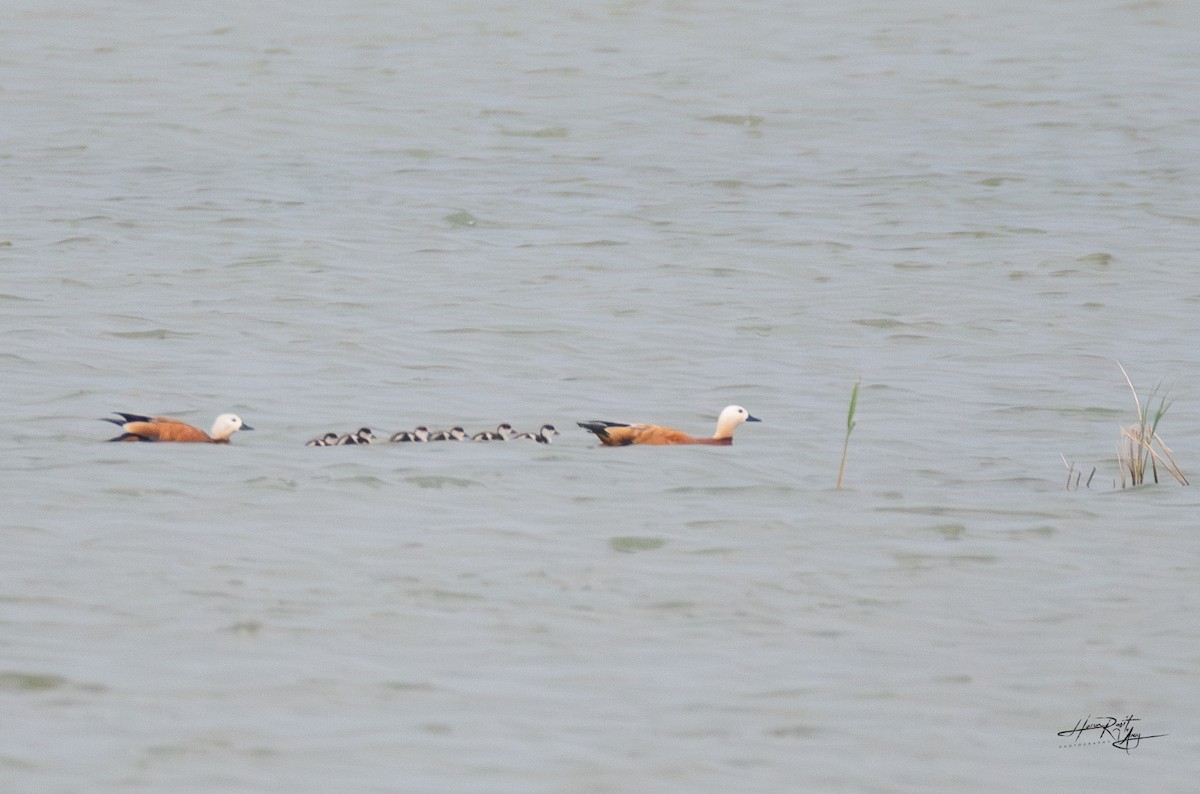 Ruddy Shelduck - HARUN RESIT UNEY