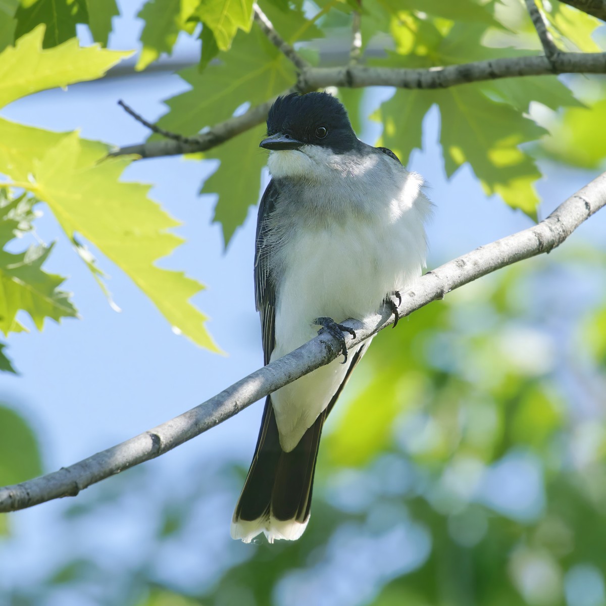 Eastern Kingbird - Thomas Burns