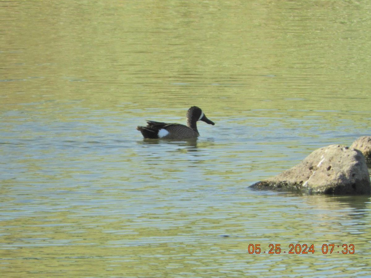 Blue-winged Teal - Charles  Ritter