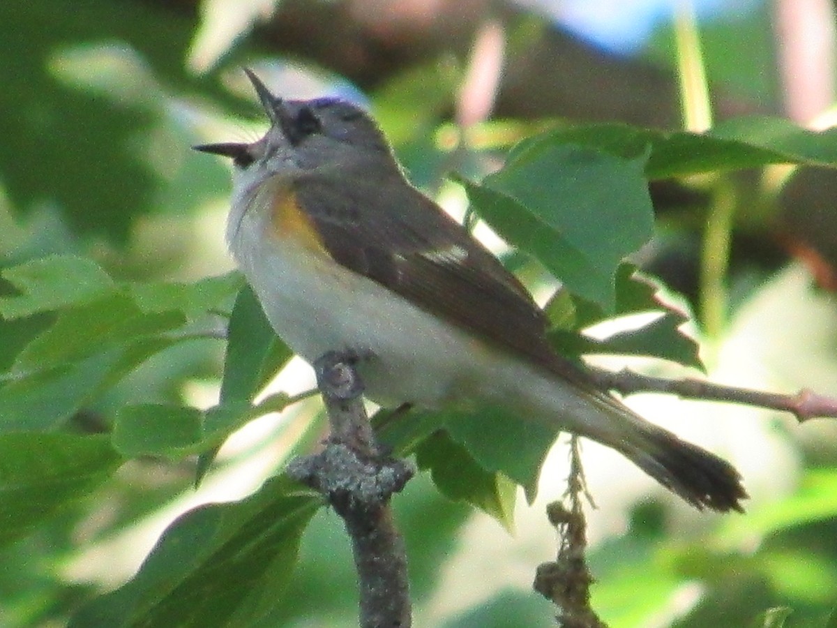 Rotschwanz-Waldsänger - ML619577729