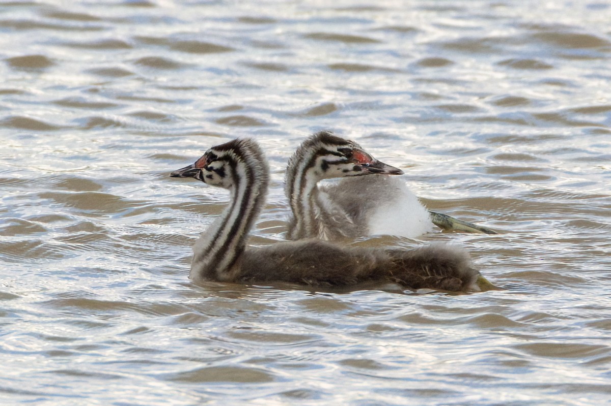 Great Crested Grebe - Valery Treitsiak