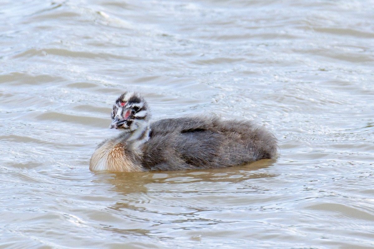 Great Crested Grebe - Valery Treitsiak