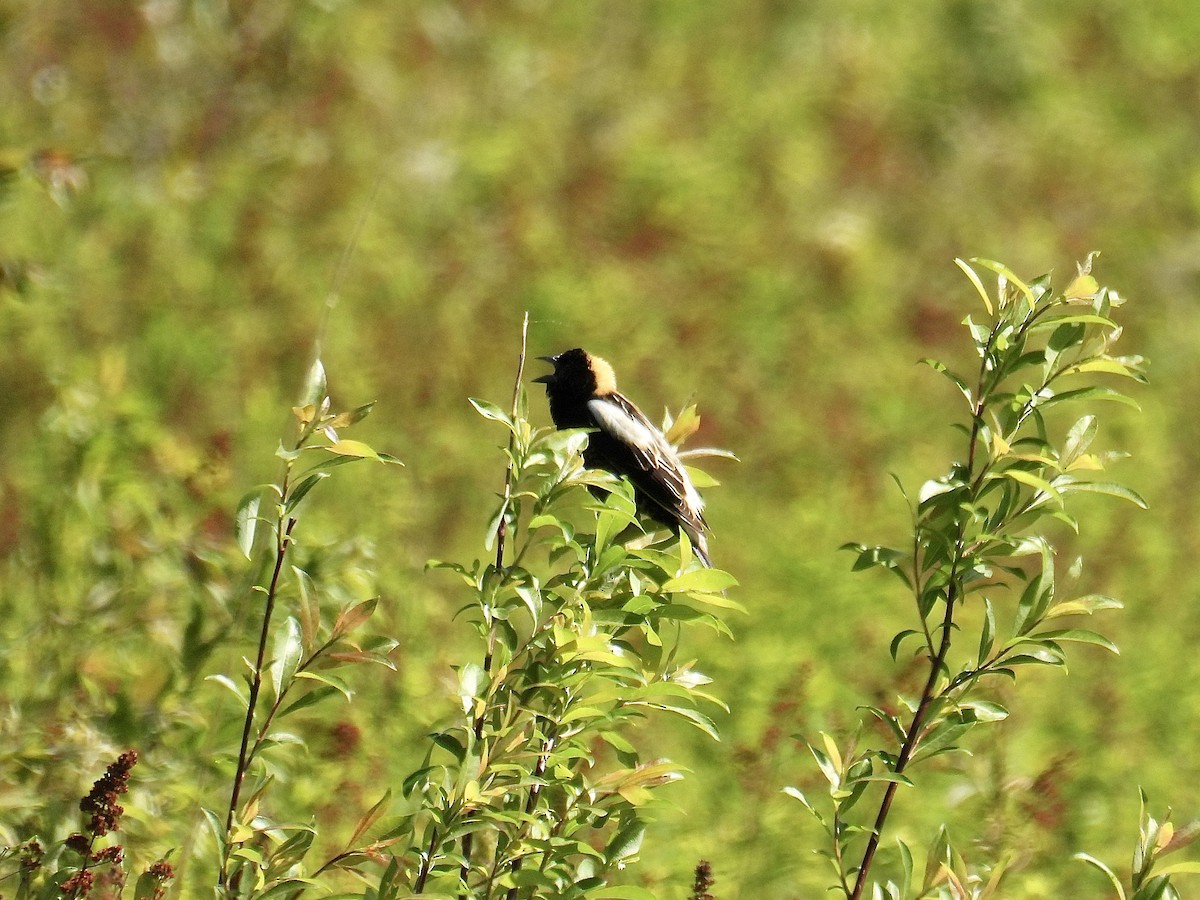 bobolink americký - ML619577736