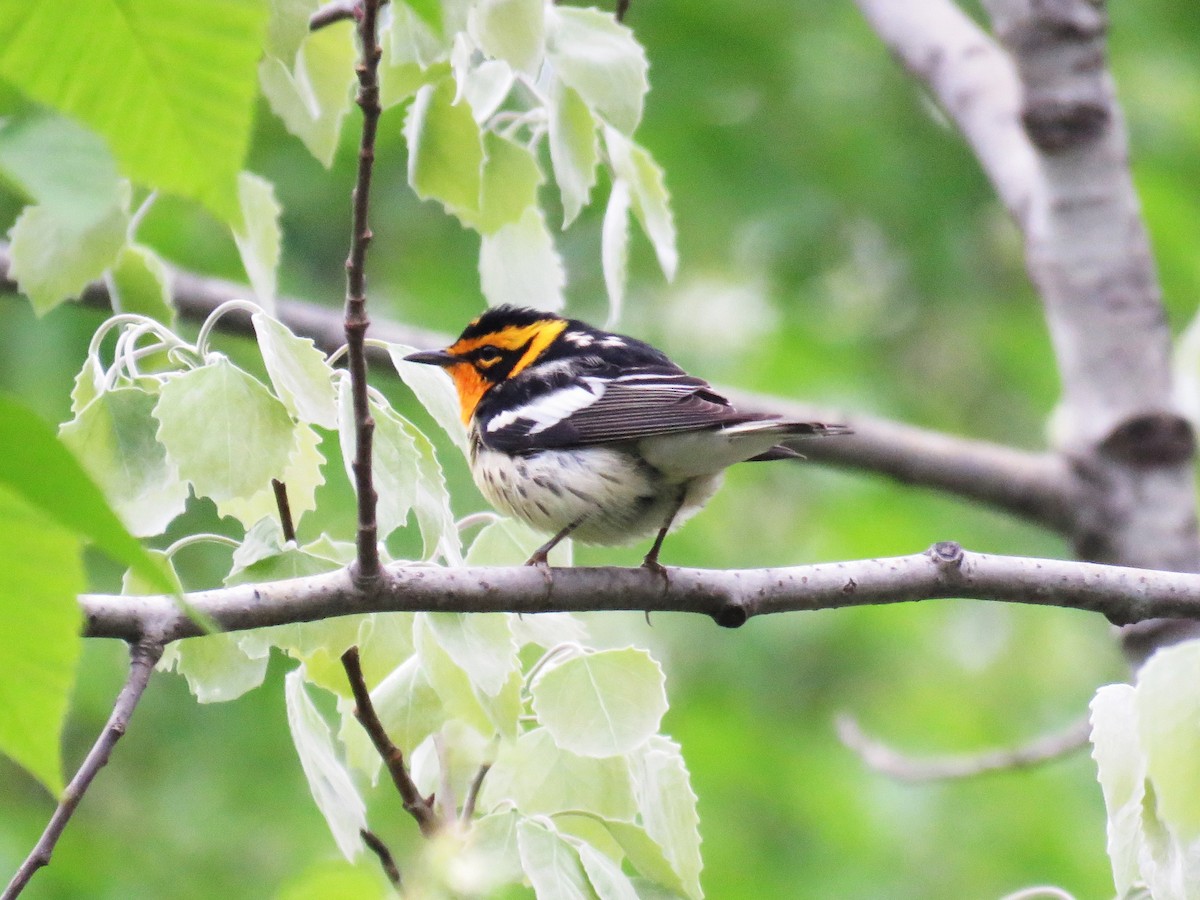 Blackburnian Warbler - ML619577737