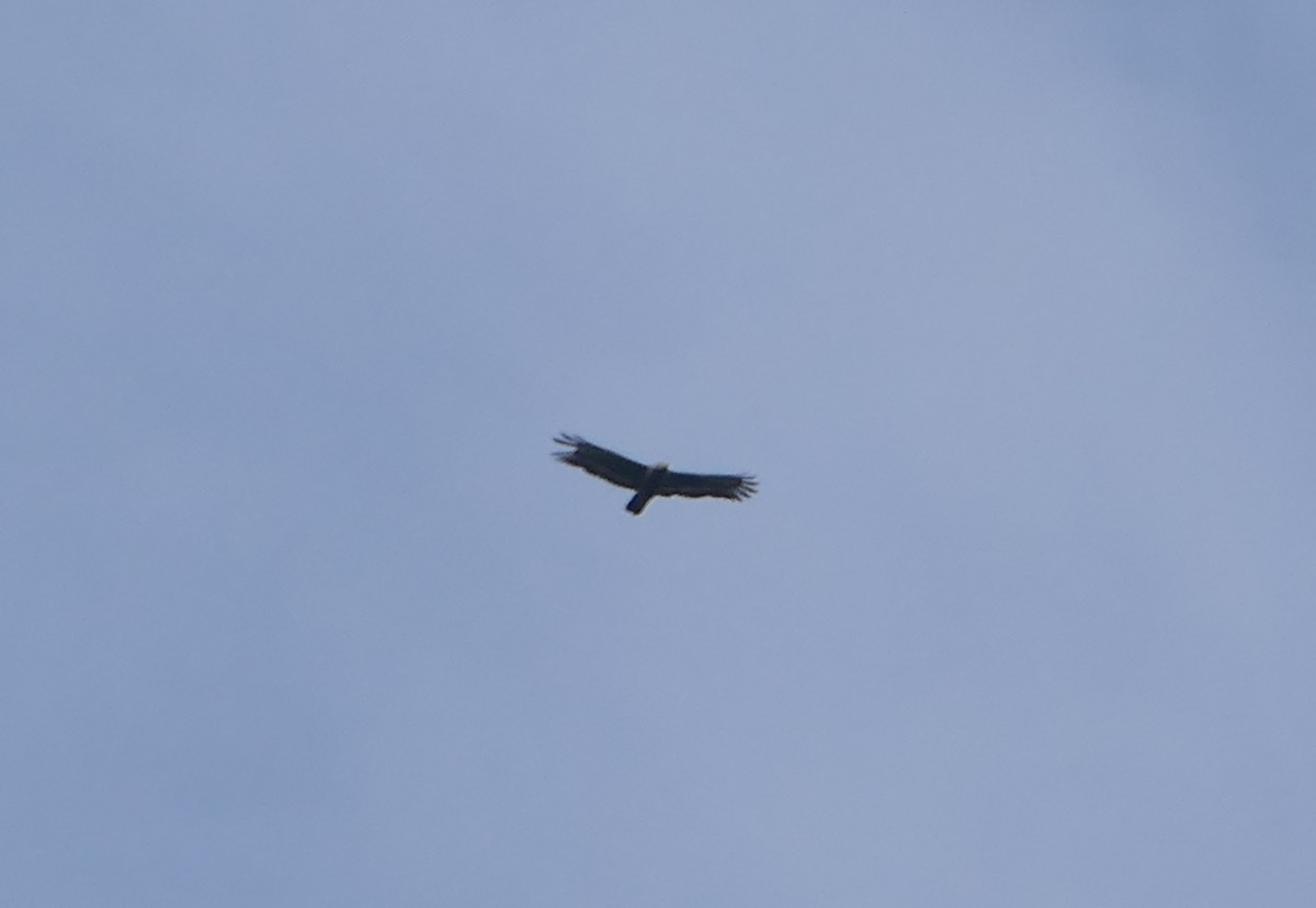 Crested Serpent-Eagle - ML619577745