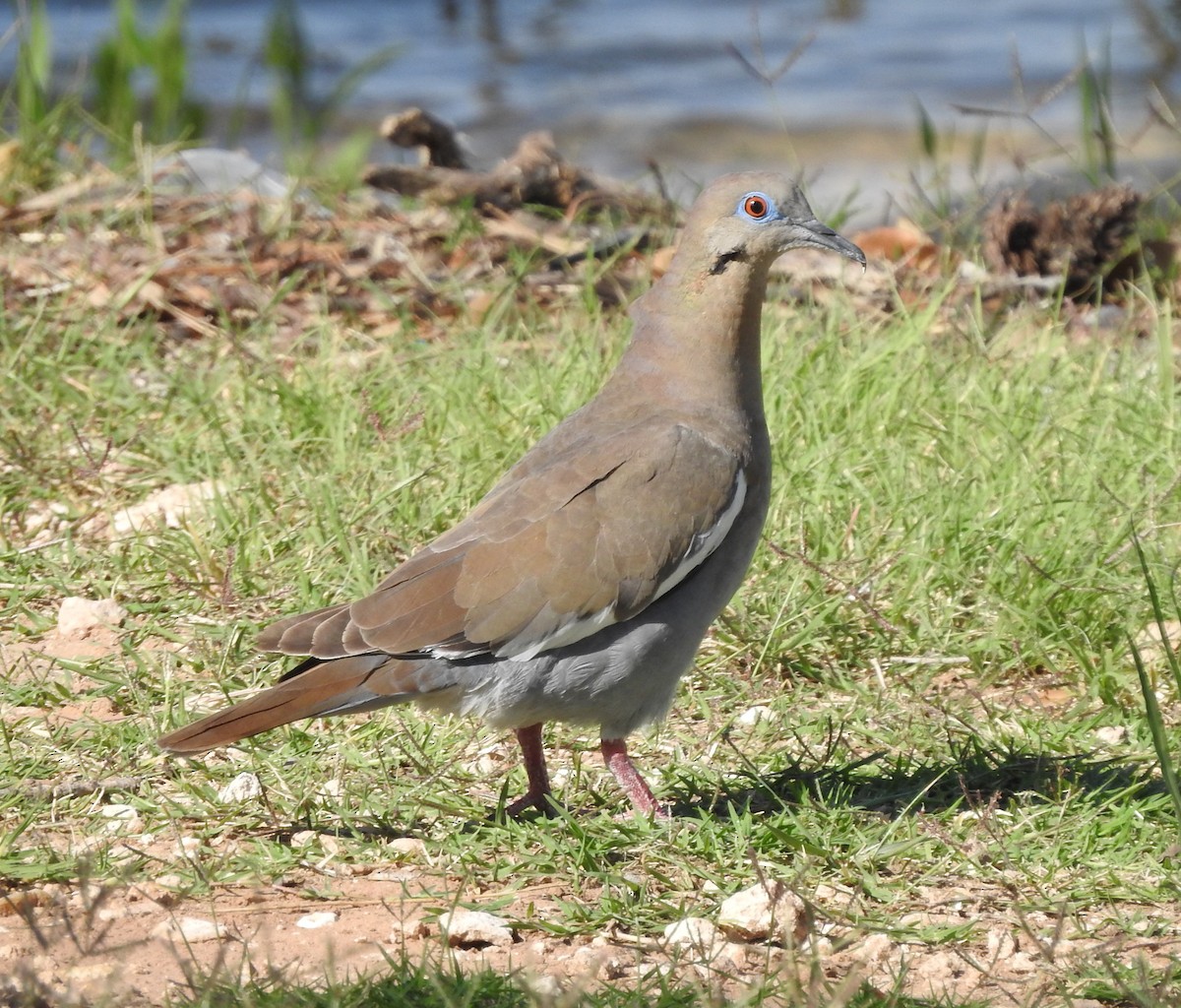 White-winged Dove - Carolyn Hinkle