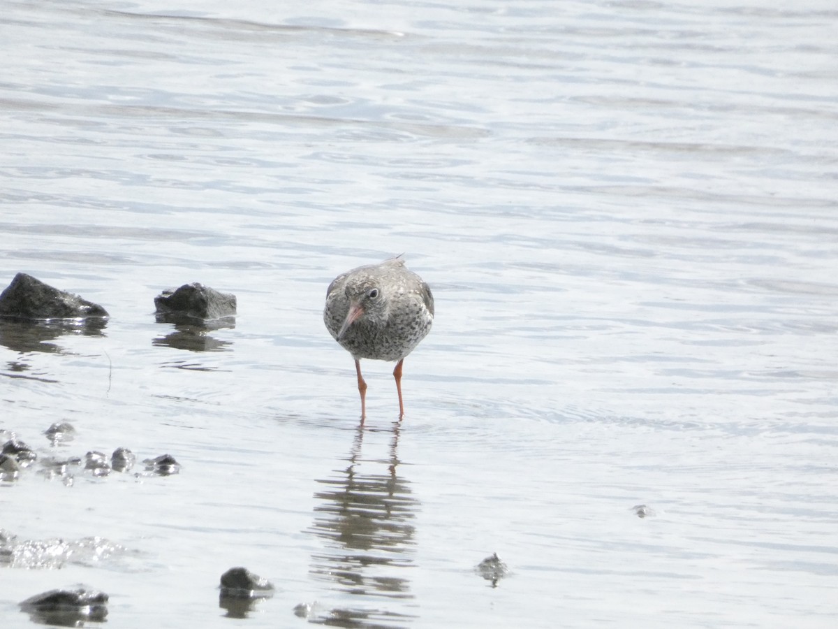Common Redshank - Isaac W