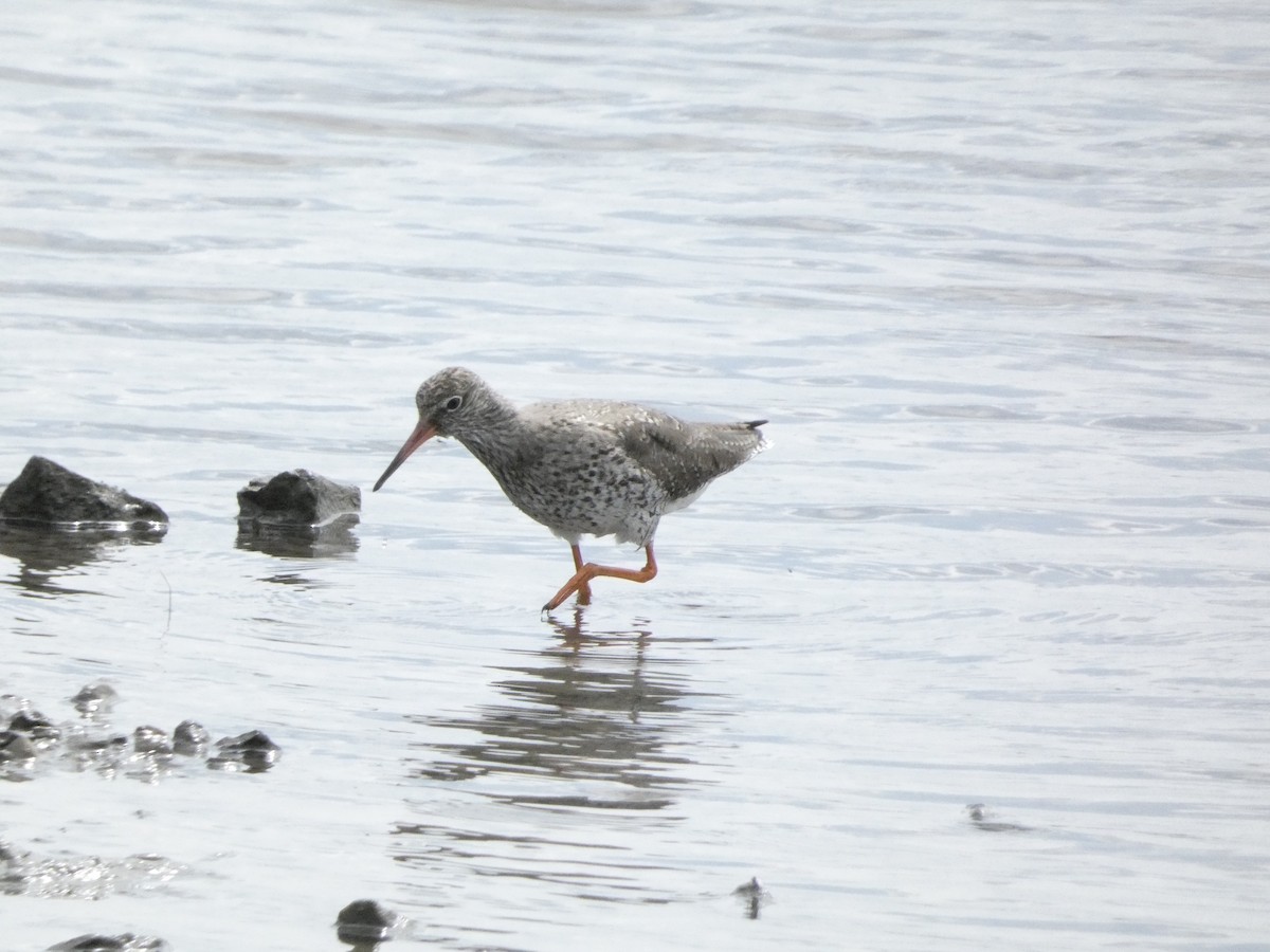 Common Redshank - Isaac W