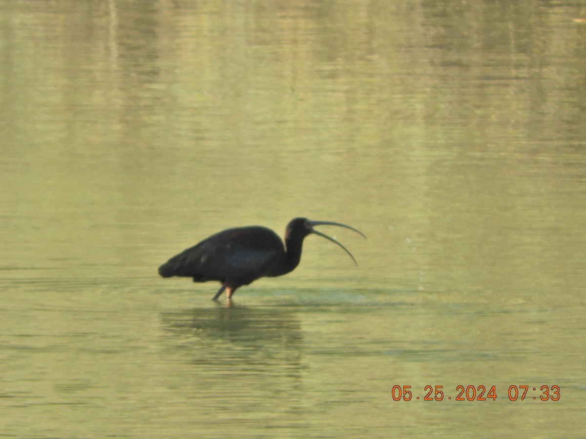 Ibis à face blanche - ML619577755