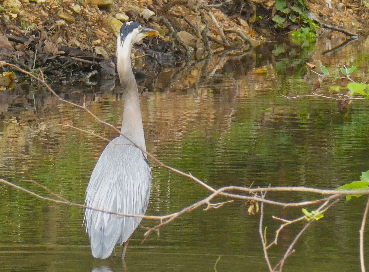 Great Blue Heron - Kristine Hoffman