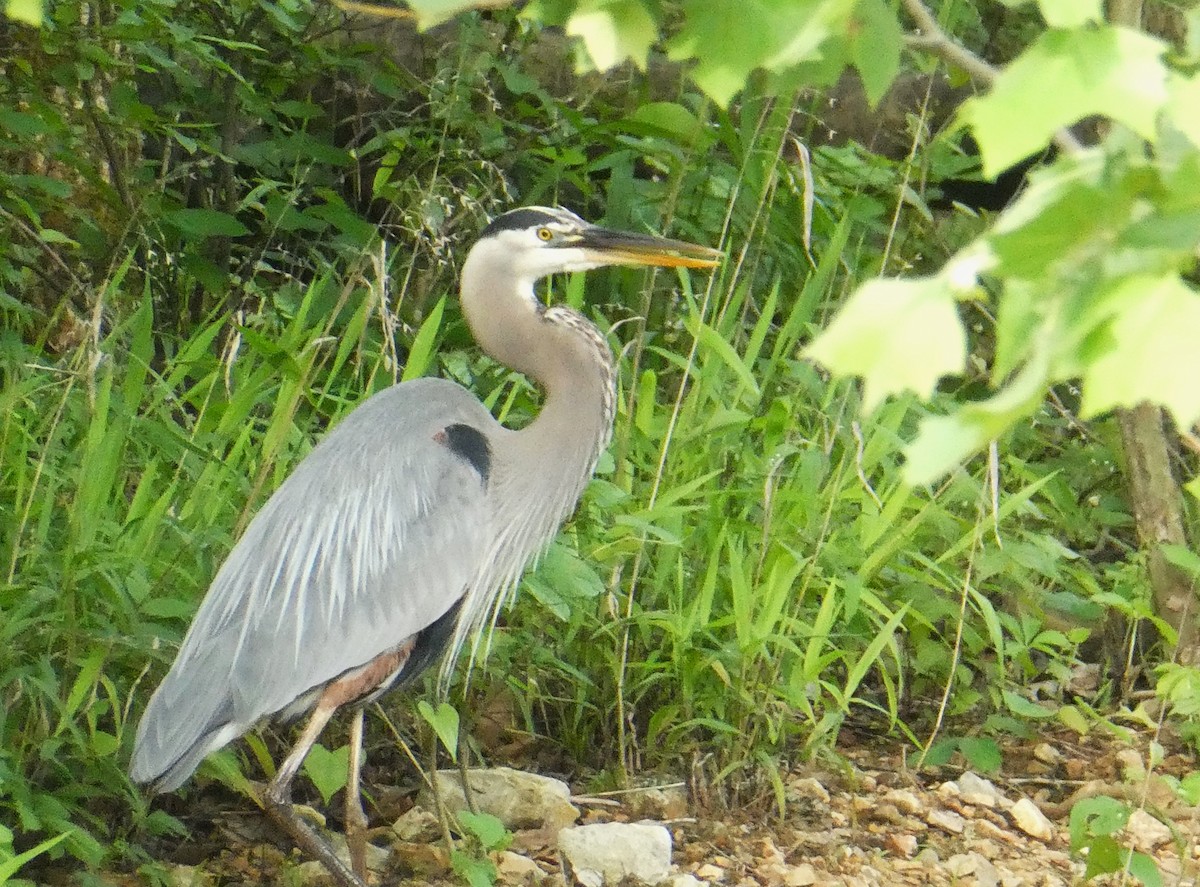 Great Blue Heron - Kristine Hoffman