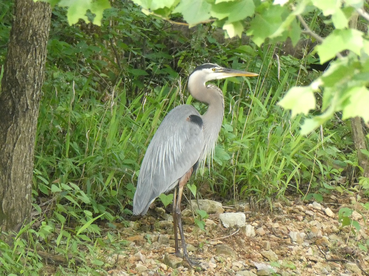 Great Blue Heron - Kristine Hoffman