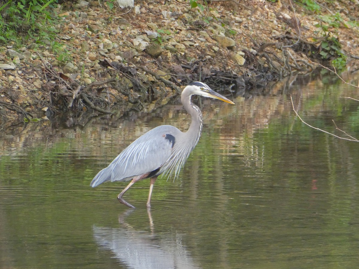 Great Blue Heron - Kristine Hoffman