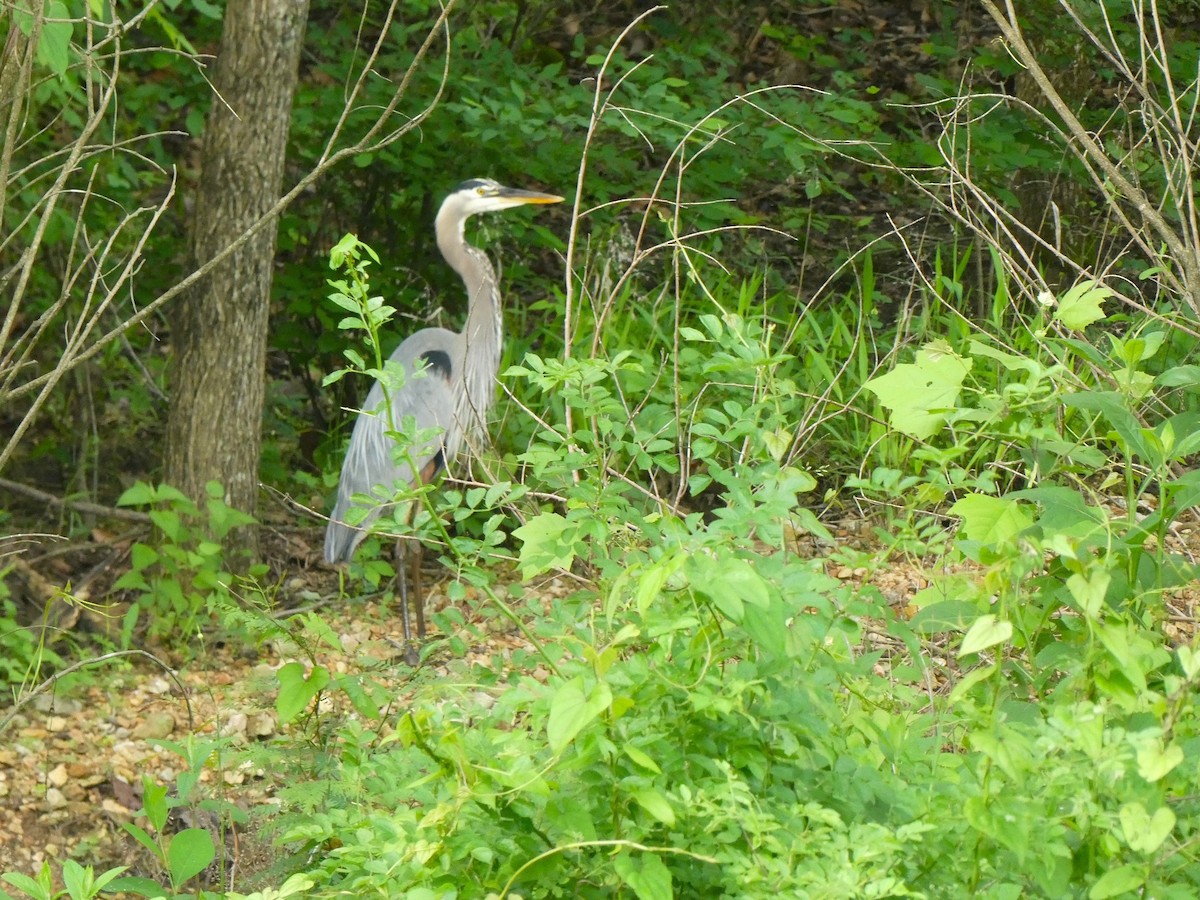 Great Blue Heron - Kristine Hoffman