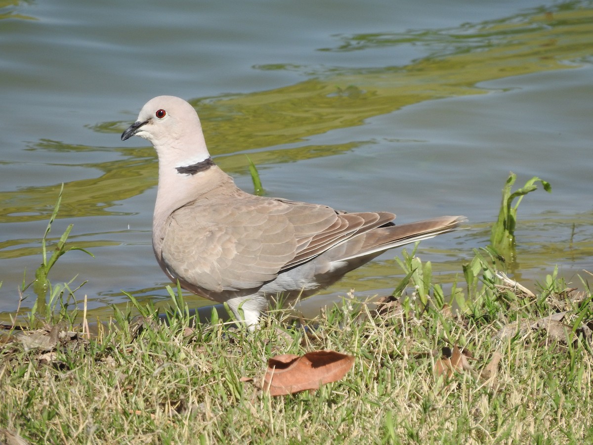 Eurasian Collared-Dove - Carolyn Hinkle