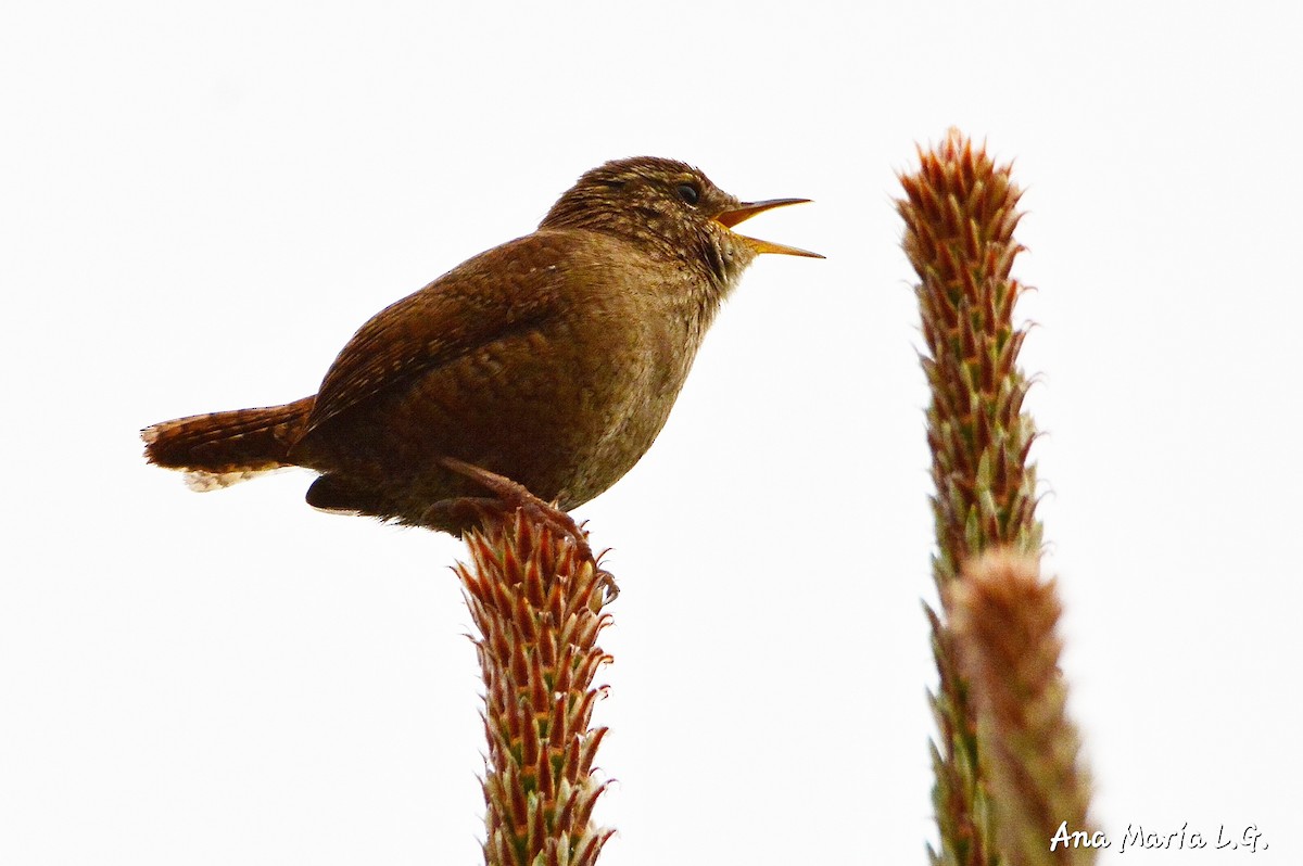 Eurasian Wren - Ana María López García