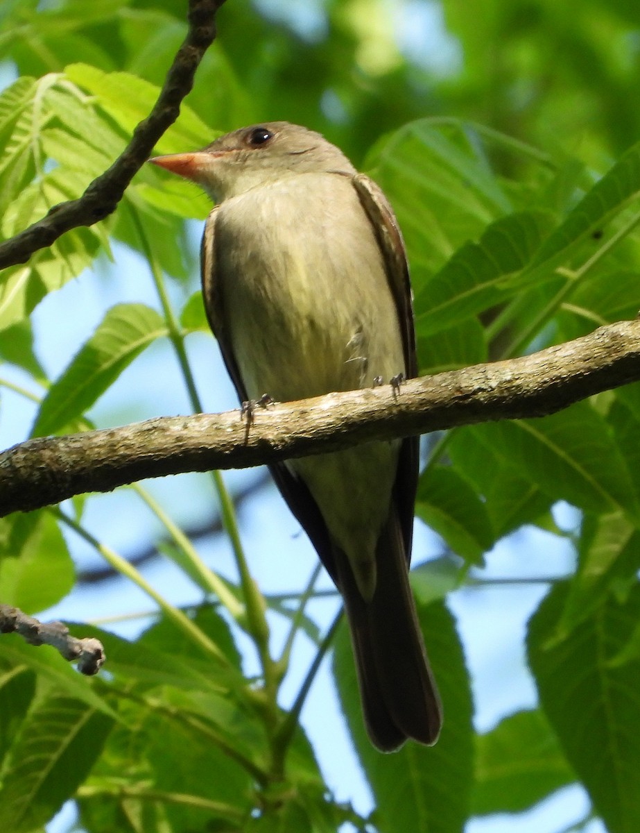 Eastern Wood-Pewee - ML619577785