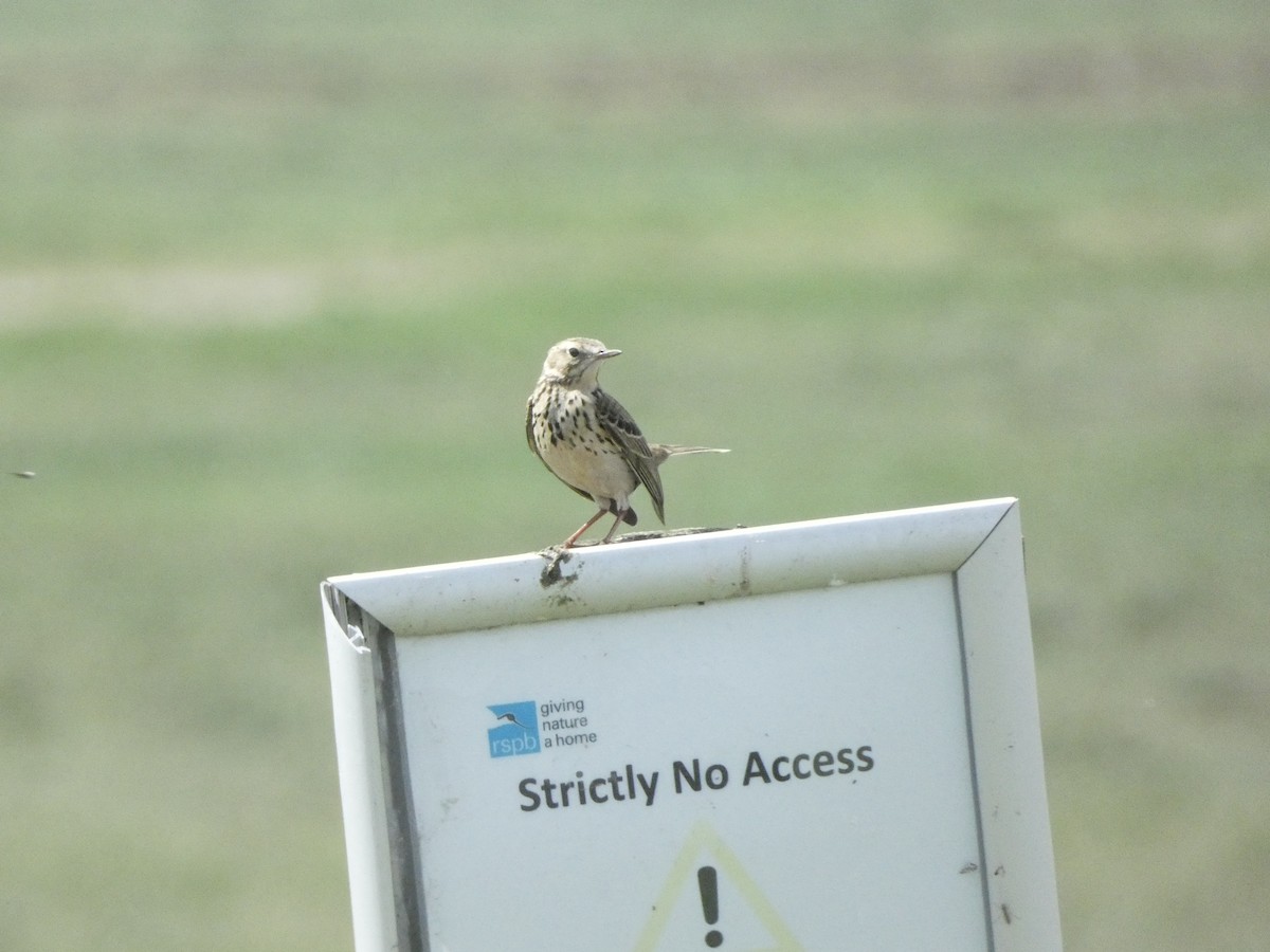 Meadow Pipit - Isaac W