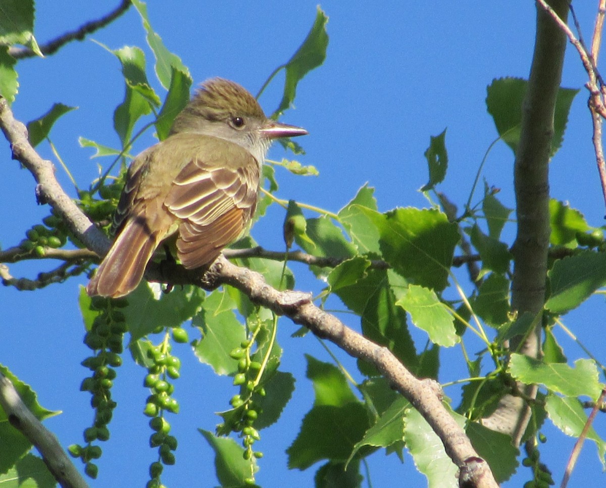 Great Crested Flycatcher - ML619577801