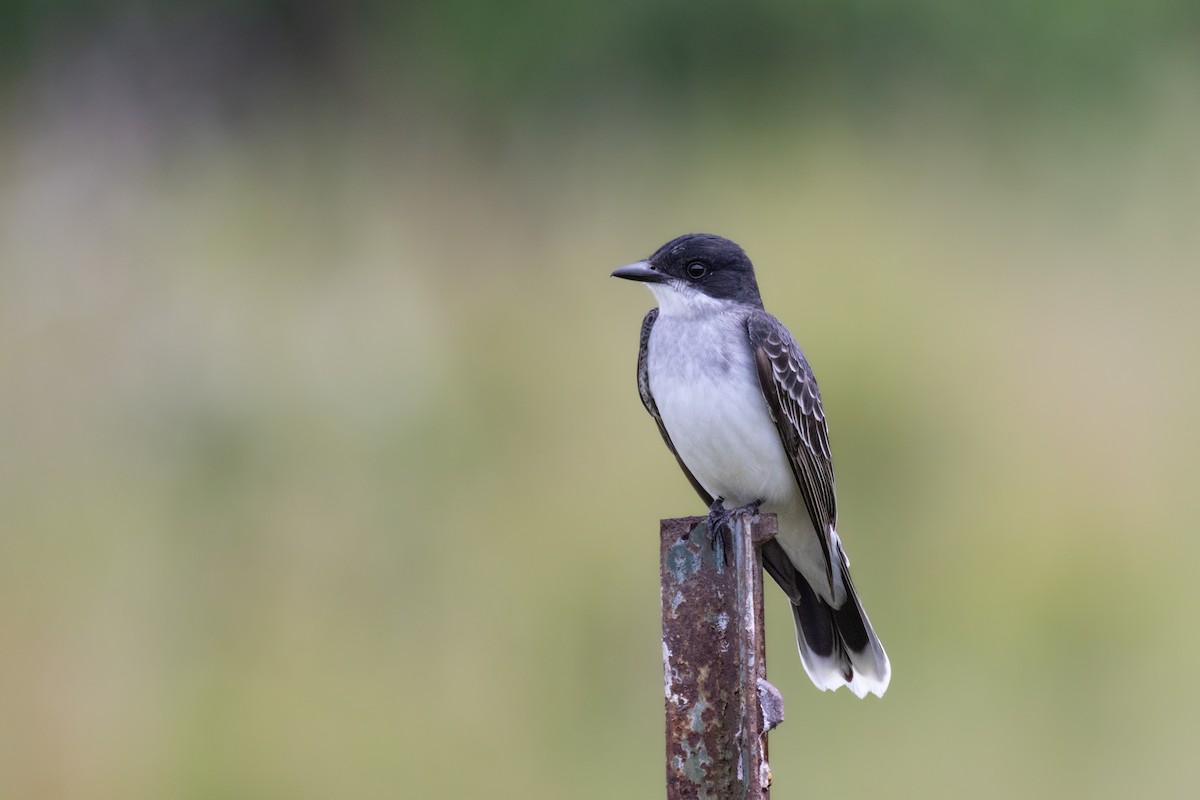 Eastern Kingbird - ML619577806