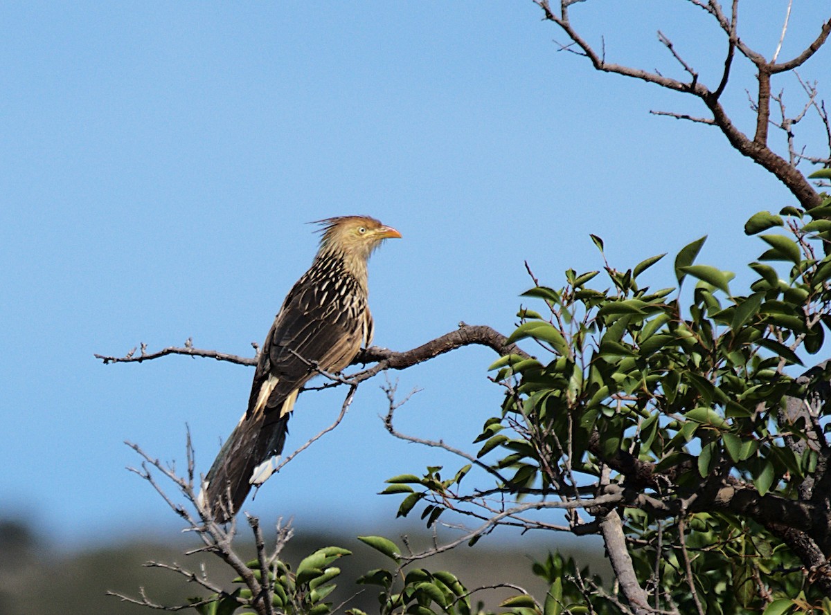 Guira Cuckoo - Patrícia Hanate