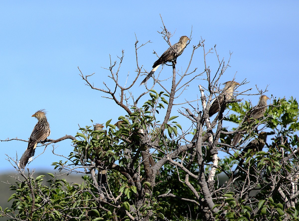 Guira Cuckoo - Patrícia Hanate