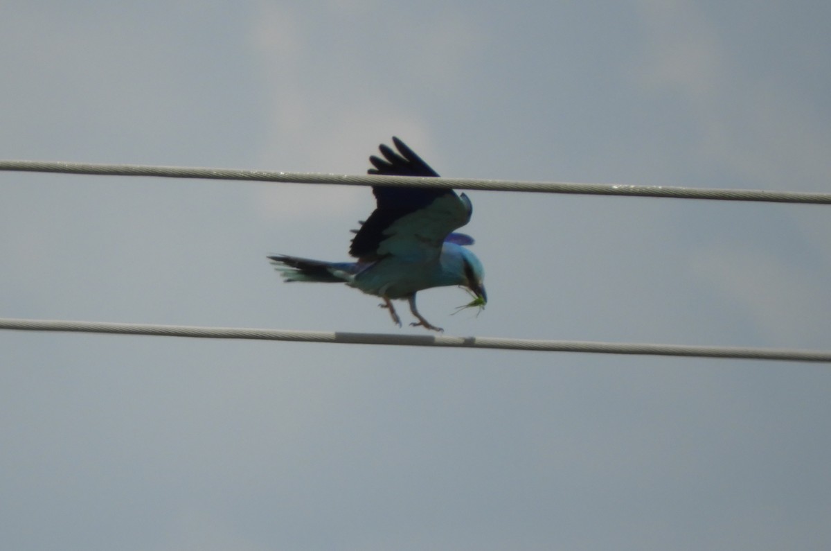 European Roller - Miroslav Mareš