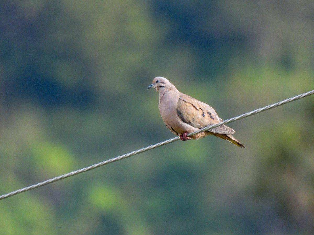 Eared Dove - Wilson Ortega