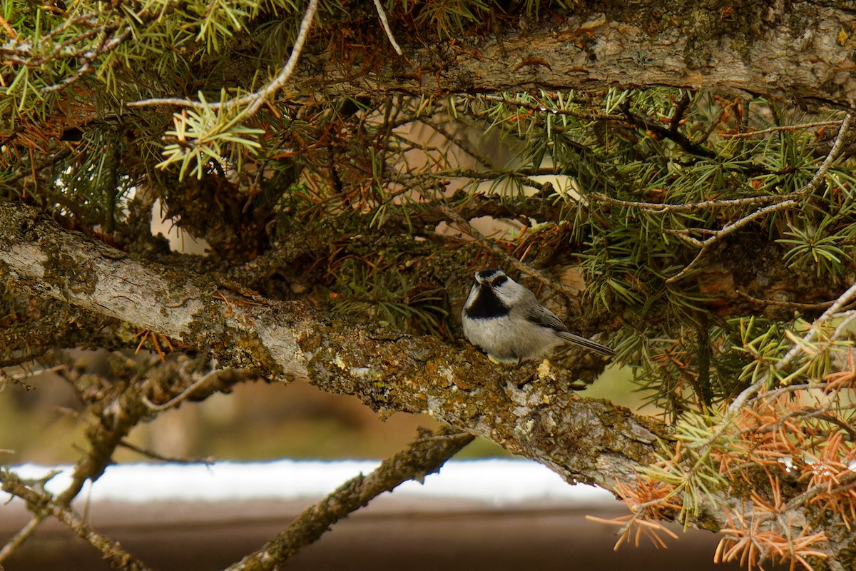 Mountain Chickadee - Ruogu Li