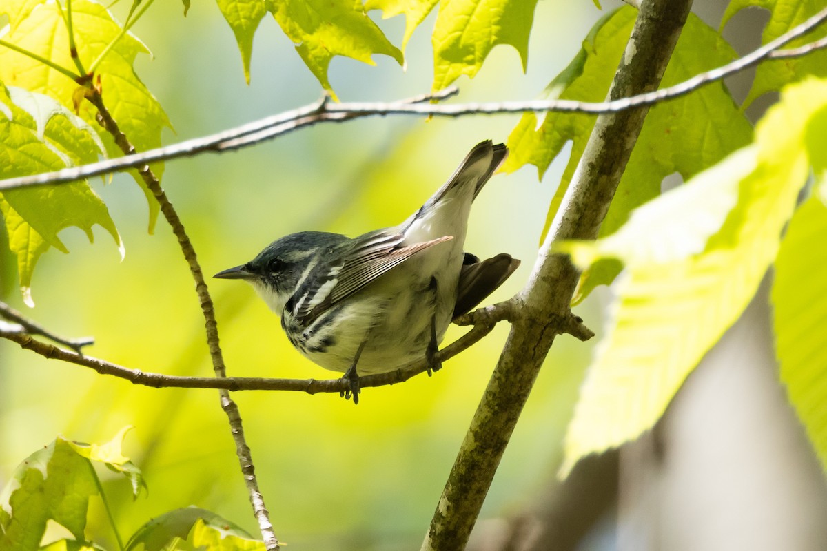 Cerulean Warbler - Kees de Mooy