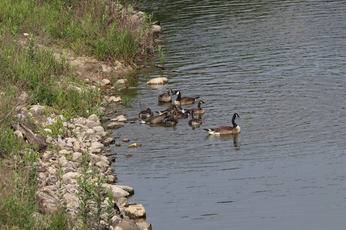 Canada Goose - Susan Szeszol