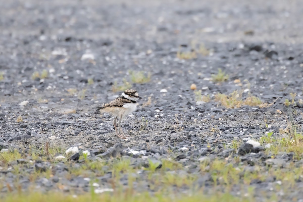 Killdeer - Andy Wilson