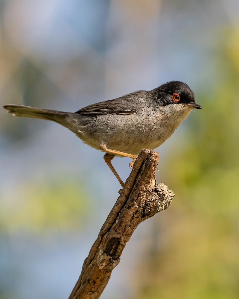 Sardinian Warbler - Mireia Torras