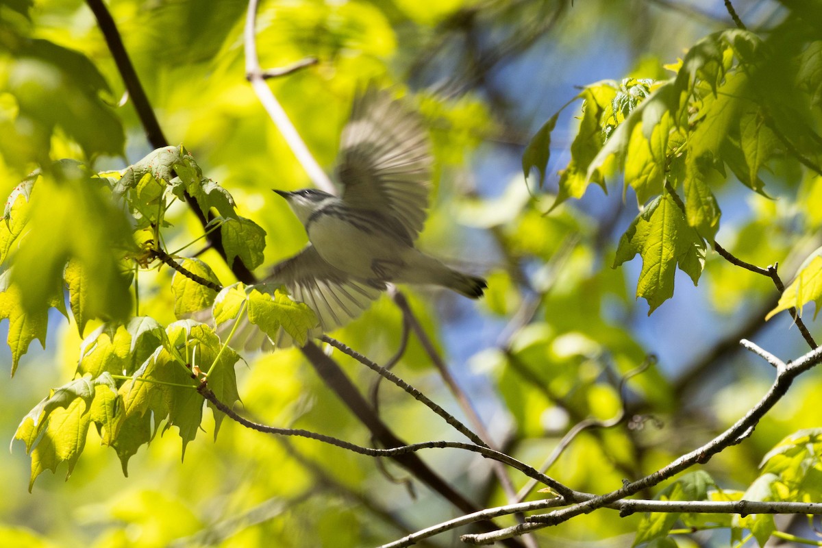 Cerulean Warbler - Kees de Mooy