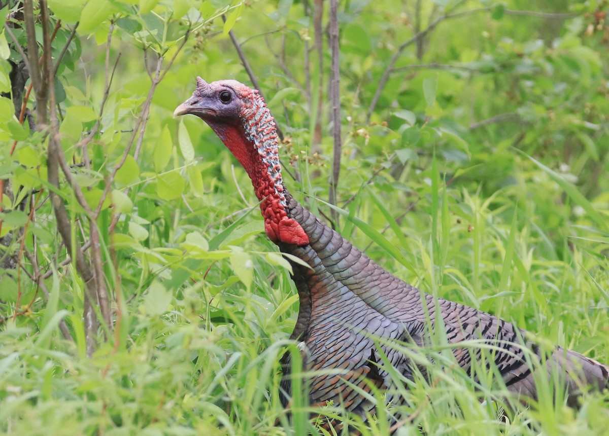 Wild Turkey - Lynda Noel