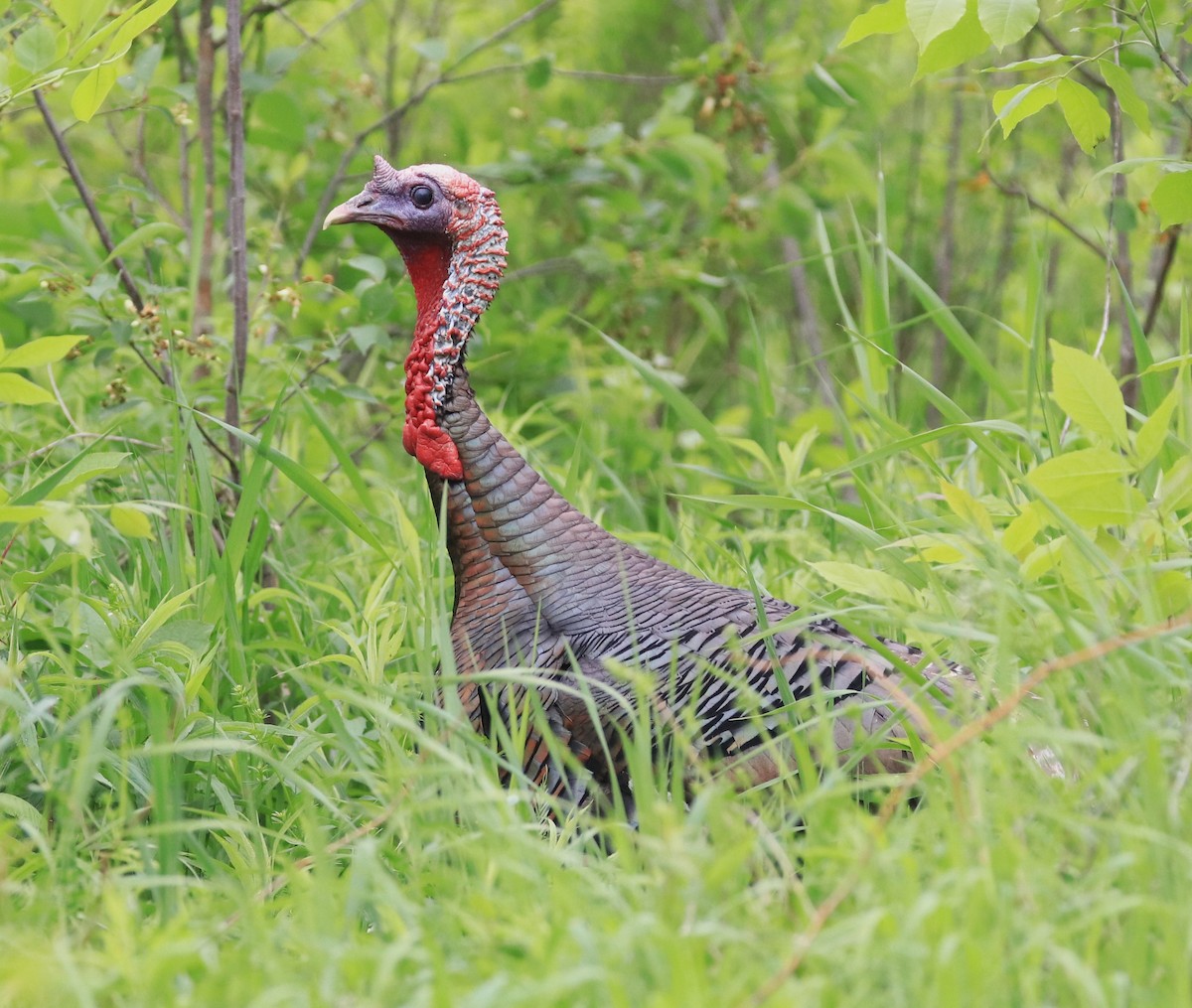 Wild Turkey - Lynda Noel