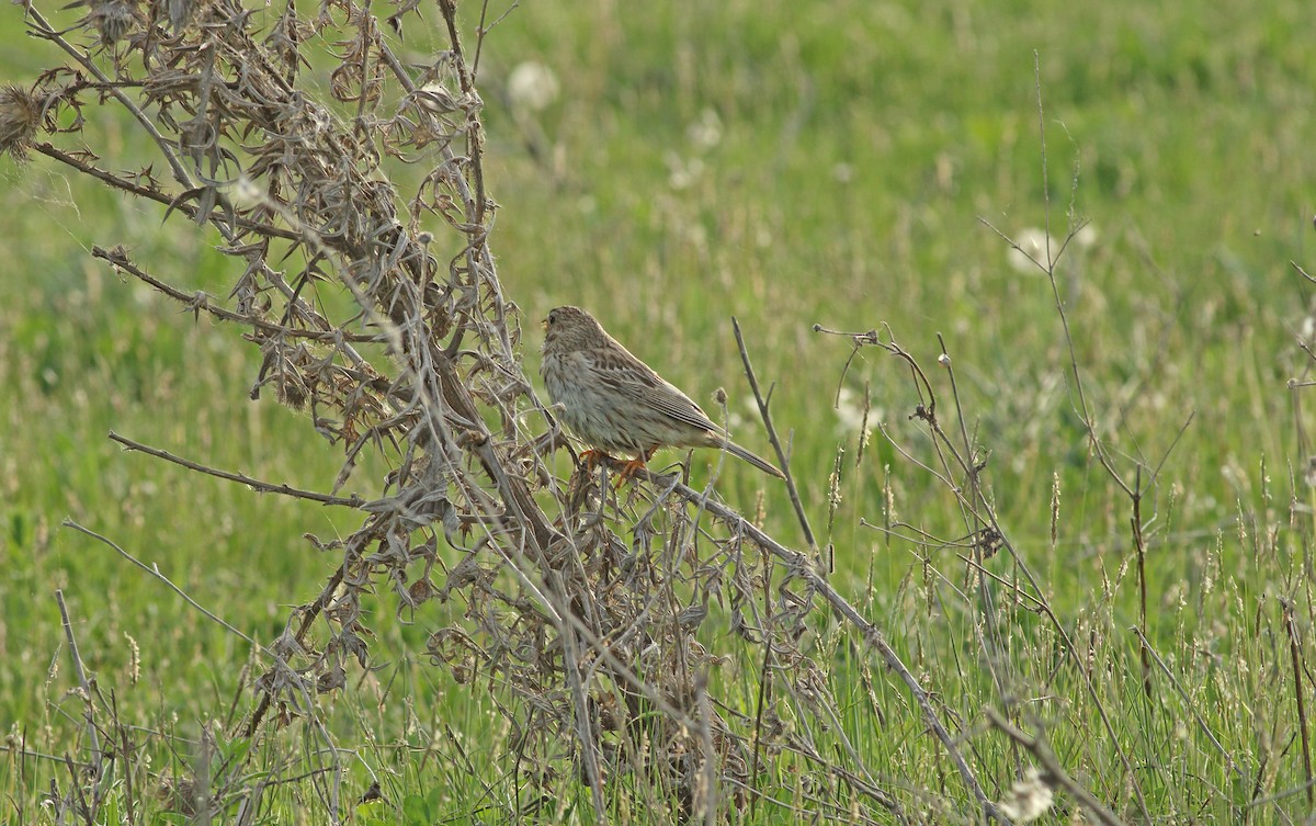 Corn Bunting - Andrew Steele