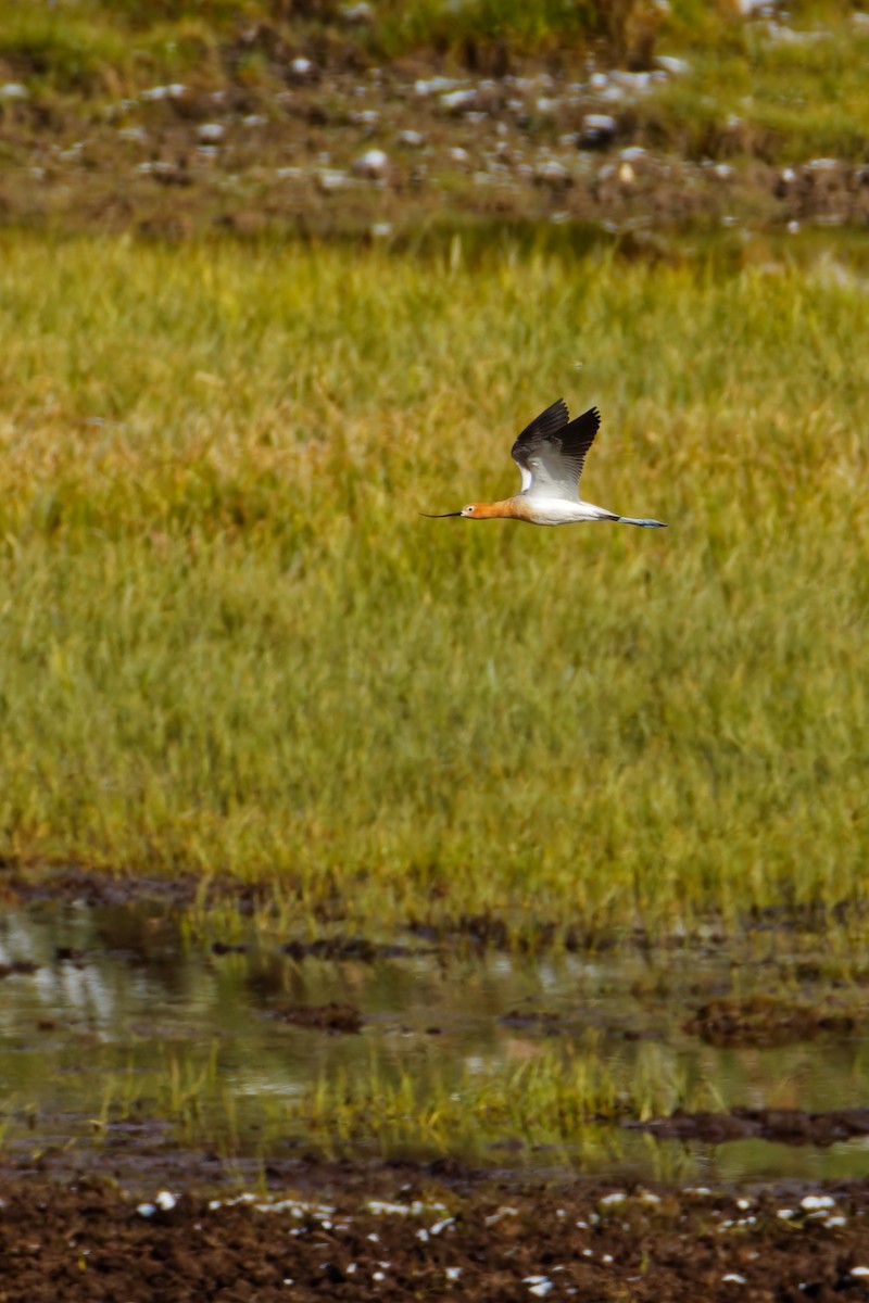 American Avocet - Ruogu Li