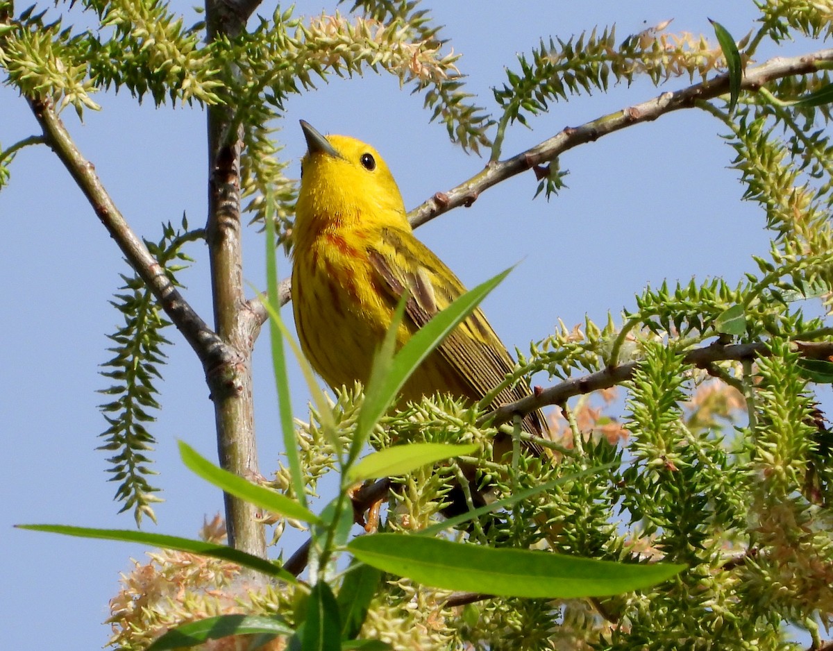 Yellow Warbler - ML619577863