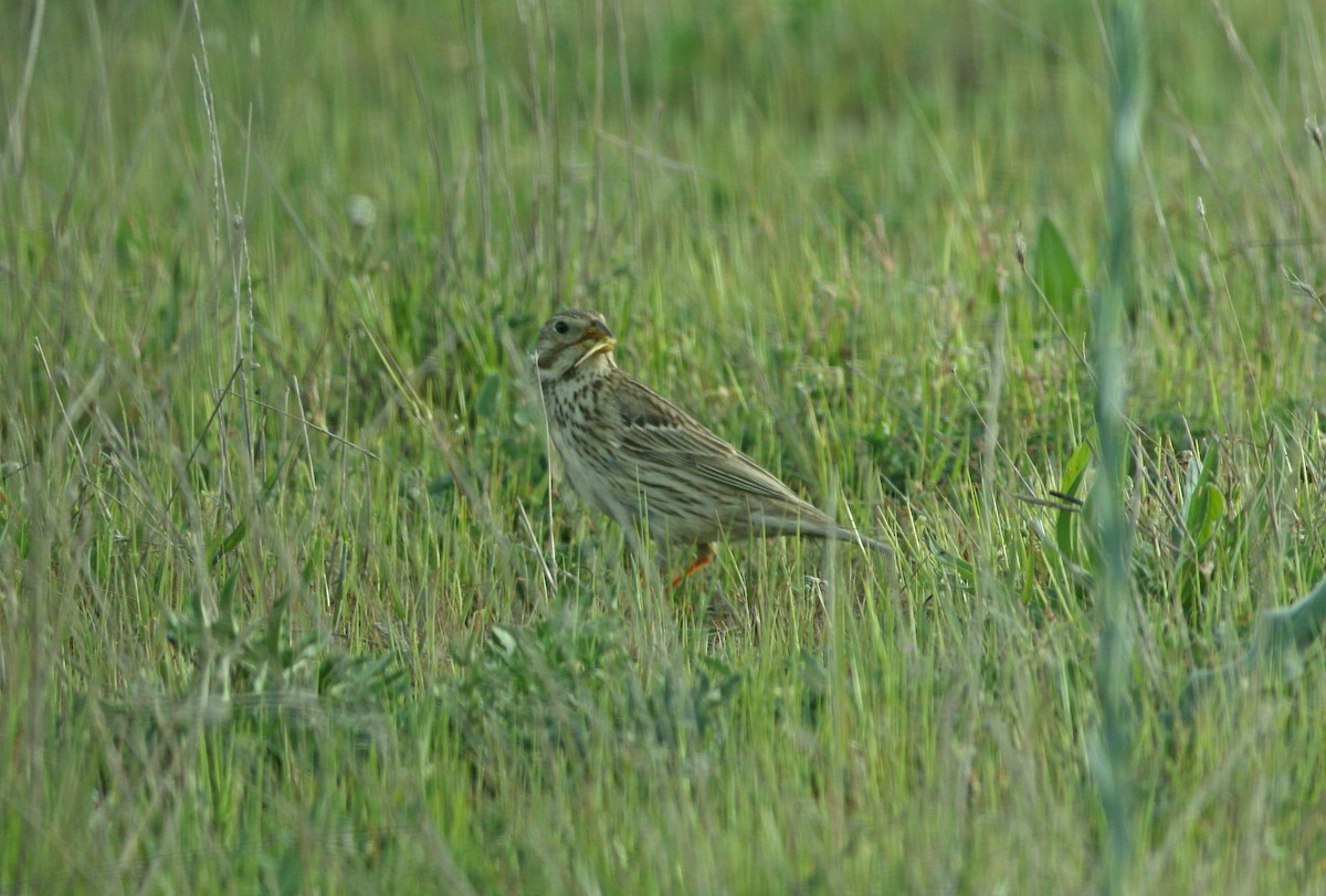 Corn Bunting - Andrew Steele