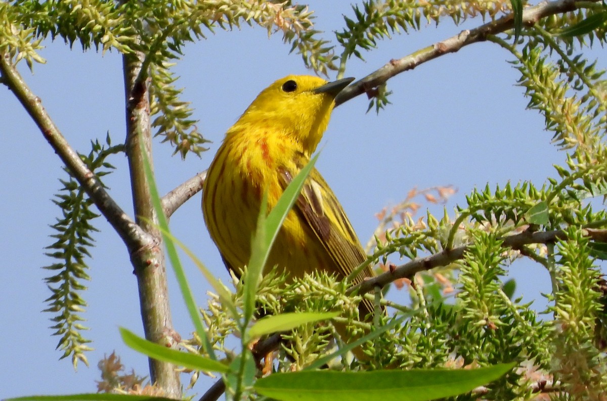 Paruline jaune - ML619577865